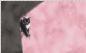 Preview: EP "Katze" schwarz/rosa, Panel, Jersey Preview: EP "Katze" schwarz/rosa, Panel, Jersey