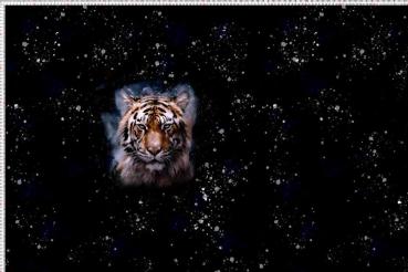 EP "Dark Tiger", Panel, French Terry