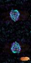 EP "Galaxy Owl", 40x80cm, Kunstleder, Doppel-Panel